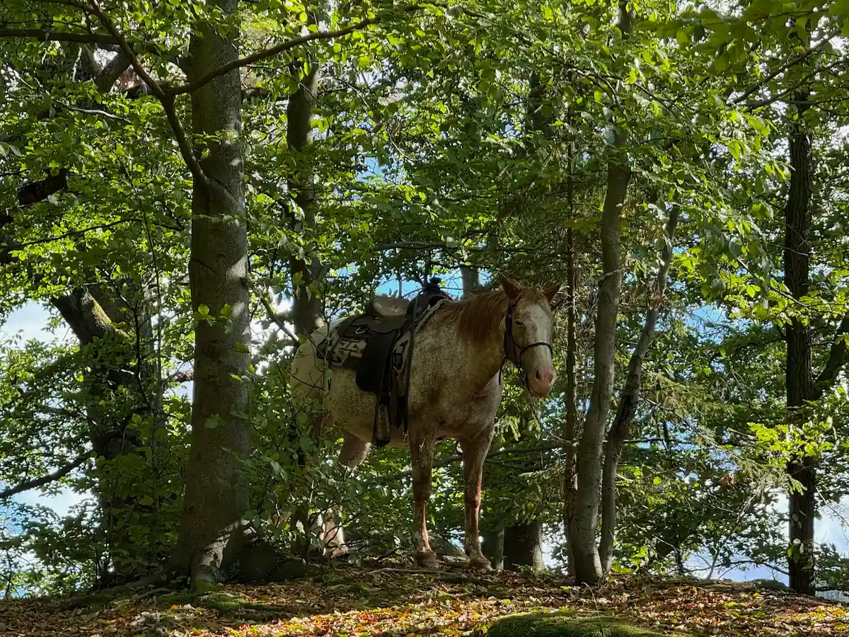 Kůň Appaloosa v lese